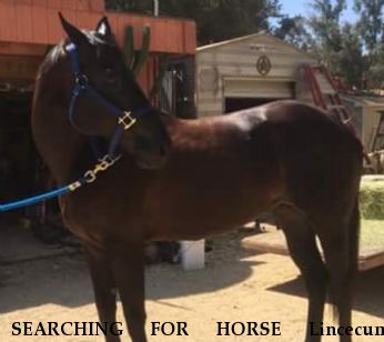 SEARCHING FOR HORSE Lincecum, REWARD - RESOLVED 8/7/18 Near Chatsworth, CA, 91311